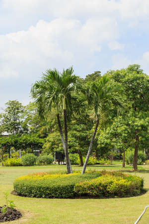 Chatuchak park in bangkok Thailand is a very popular place for chill-out or exercise.の写真素材