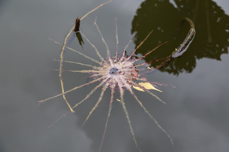 lotus leaf in the nature