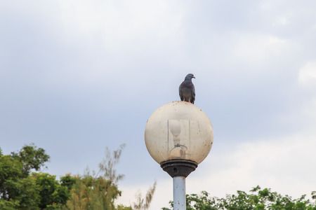 Black and White Pigeons in a park, Bangkok Thailandの写真素材