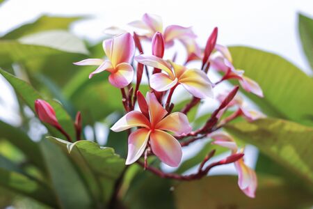 Plumeriaの写真素材