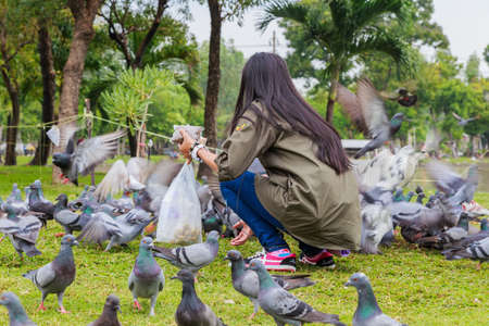 Black and White Pigeons in a park, Bangkok Thailandの写真素材