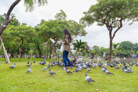 Black and White Pigeons in a park, Bangkok Thailandの写真素材