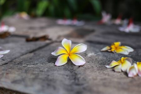 white and yellow Plumeriaの写真素材