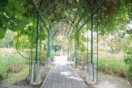 walkway view, Botanical garden, Queen Sirikit Park, Bangkokの写真素材