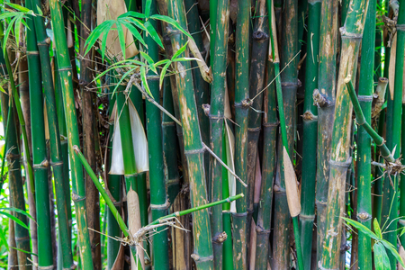 Close up of bamboo in forestの写真素材