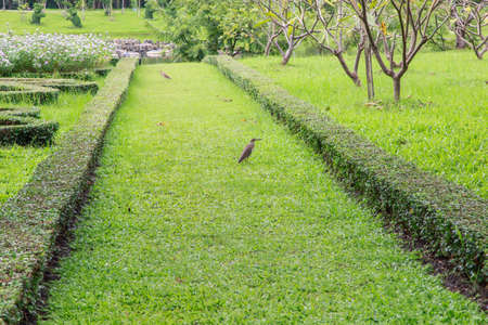 walkway view, Botanical garden, Queen Sirikit Park, Bangkokの写真素材