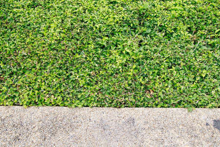 green leaf background texture.の写真素材