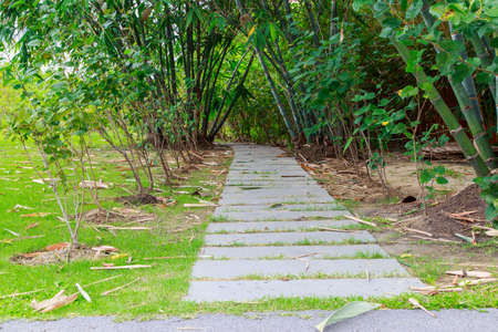 Pathway In Bamboo Forestの写真素材