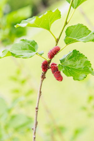 Mulberryの写真素材