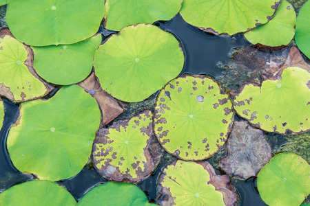 Green water lily pads floating in pond backgroundの写真素材