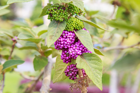 close up of purple flowers.,  Chatuchak park in bangkok Thailand