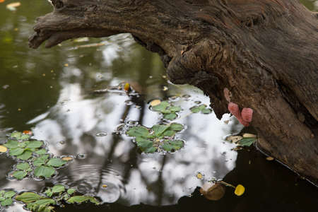 nature background, Branches of green leavesの写真素材