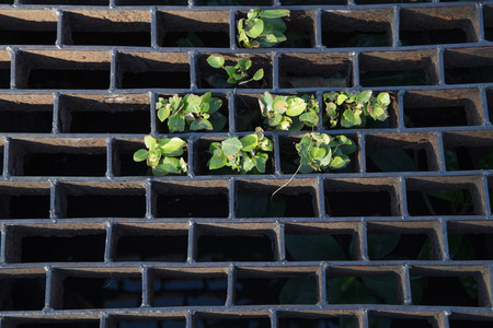 Sewer grateの写真素材