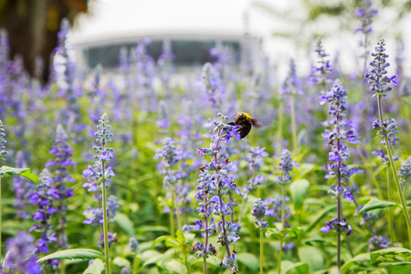 Insects in garden with purple flowers.の写真素材