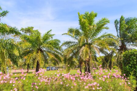 Cosmos Sonata Flowerfield pink flower fieldの写真素材