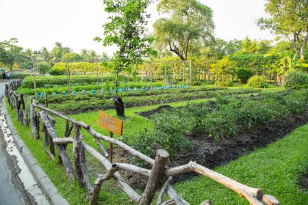 Vegetable Gardeningの写真素材