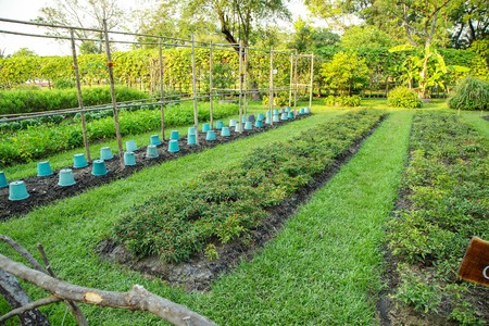 view of a freshly growing cabbage field at Suanluang RAMA IXのeditorial素材