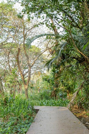 Walkway with wooden bridge through  forrestの写真素材