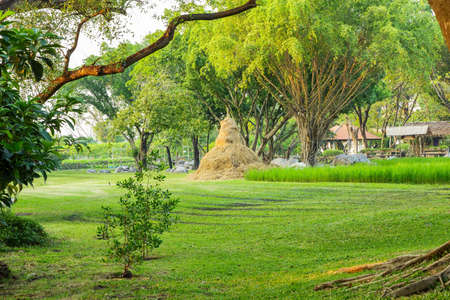 Vibrant landscape with trees and a meadowの写真素材