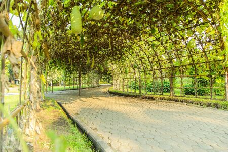 Green tunnel made from calabash plantの写真素材