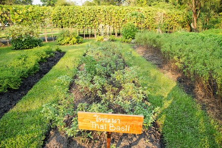 view of a freshly growing cabbage field at Suanluang RAMA IXの写真素材