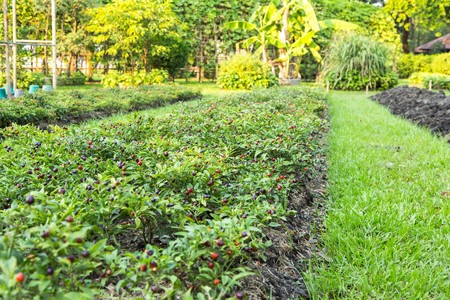 Vegetable gardenの写真素材