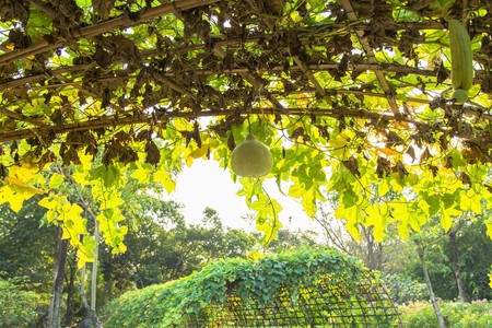 Green tunnel made from calabash plantの写真素材