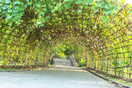 Green tunnel made from calabash plantの写真素材