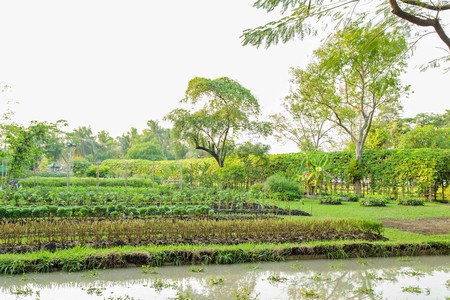Vegetable garden at Suanluang RAMA IXの写真素材