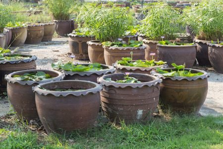 Small garden stone lotus pondの写真素材