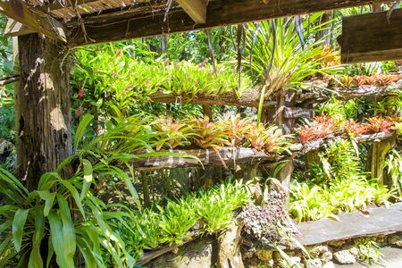 Bromeliaceae in the garden of Thailand.の写真素材