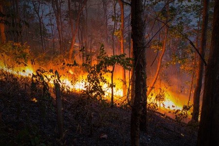 Forest fires are spreading in the wild.