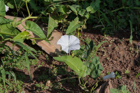 White Morning Glory