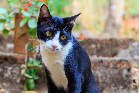 black cat with white spotsの写真素材