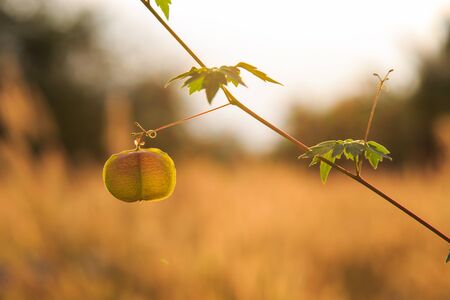 balloon vine in nature, asia thailandの写真素材