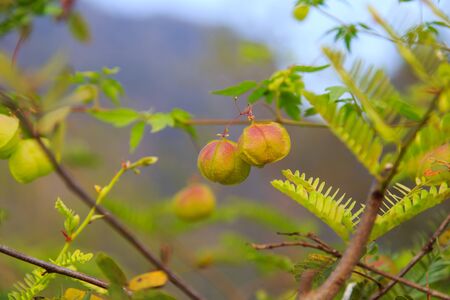 balloon vine in nature, asia thailandの写真素材