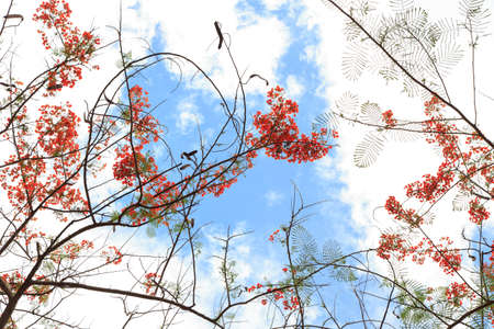 Royal Poinciana with blue sky and clouds