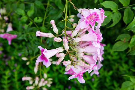 Pink trumpet vine with drop water after the rain,Nature Background.の写真素材