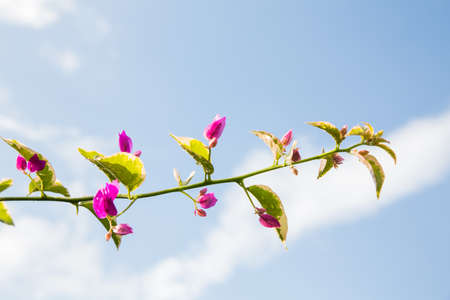 Bougainvillea on sky backgroundの写真素材