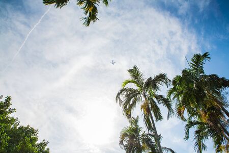 Palm tree leaves with blue sky backgroundの写真素材