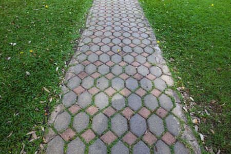 stone walkway in the outdoor green garden