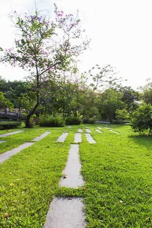 stone walkway in the outdoor green garden