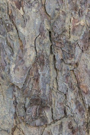 wood background detailの写真素材