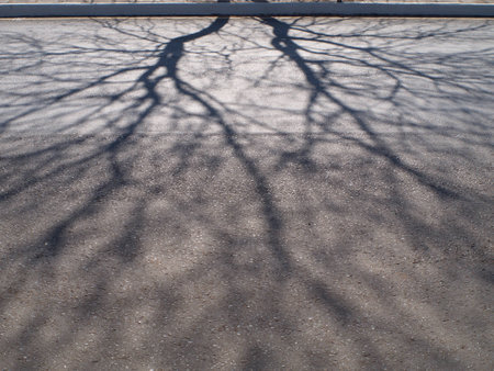 Shadow twigs の写真素材