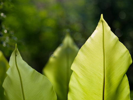 Close green leaves with pointed tips 