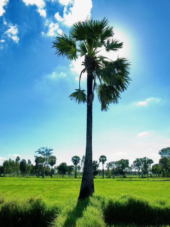 Sugar in the middle of a green field against the blue sky の写真素材