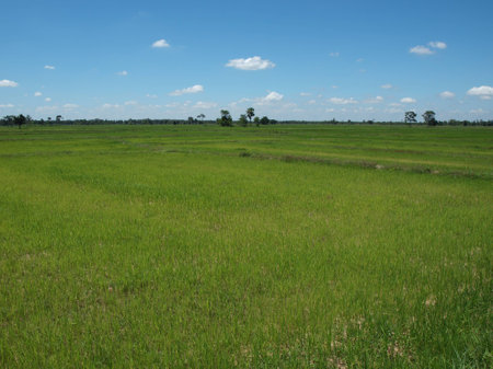 Background Green field with blue sky の写真素材