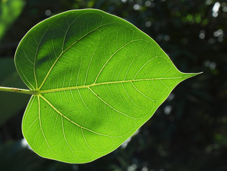 Bodhi Leaf contrasting with the warm sunshine の写真素材