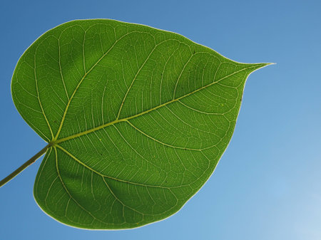 Bodhi Leaf contrasting with the warm sunshine の写真素材