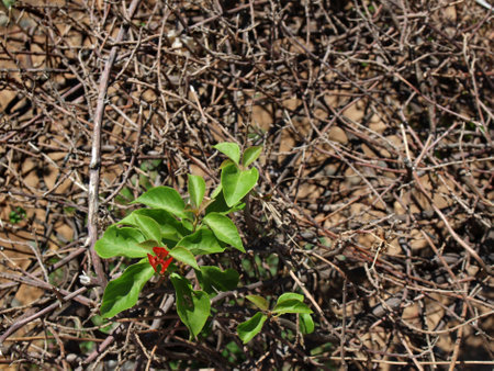 Fresh leaves on the twigs の写真素材